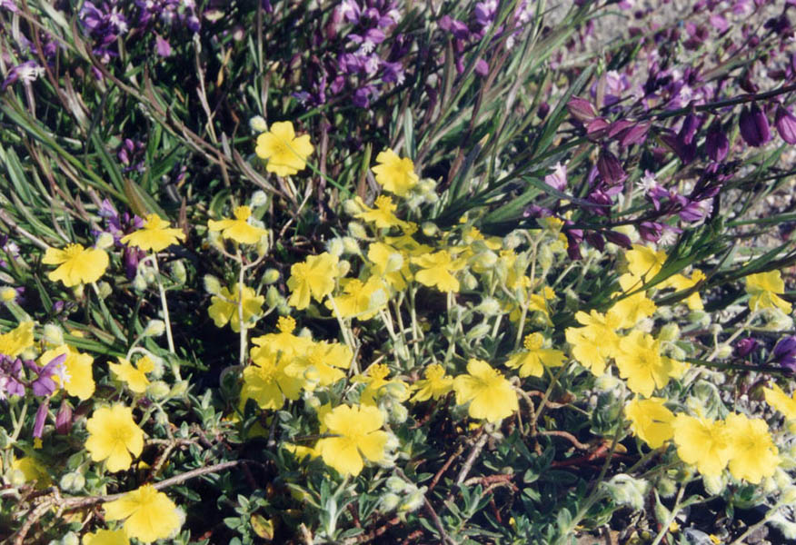 Helianthemum canum ssp balcanum photo